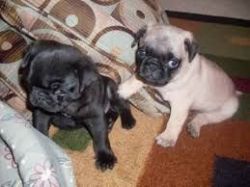 Kc Registered Beautiful Pug Puppies for adoption