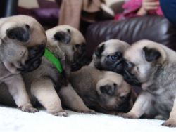 6 Stunning Baby Girl Pug Puppies For Sale