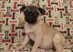 Nice Pug puppies available now