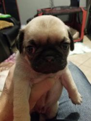 pug puppies fawn