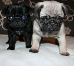 Pug Puppies male and female for Adoption