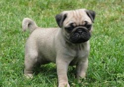 Purebred Black and fawn Pug Puppies