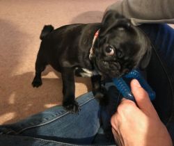 ttyh Pug Puppies for sale