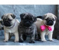 Cute and Healthy Pug puppies Available now