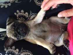 Full blooded Pug Puppies Available Now For Sale