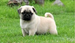 Home raised Pug puppies for sale.