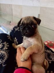 Five beautiful Pug puppies for sale