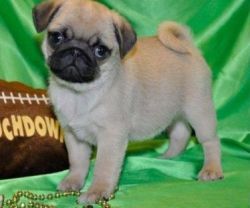 AKC Pug puppies for sale.