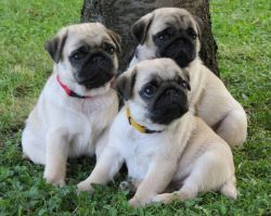 Two Top Class Pug Puppies Available