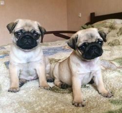 Two Beautiful Male and Female Pug puppies