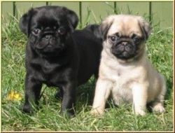 Cute Black And fawn Pugs