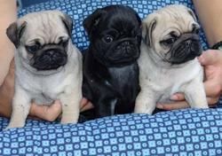 Cute Black and fawn Pug Puppies