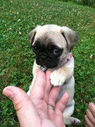 12 week old Pug puppies for adoption