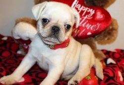 Lovely 10 weeks old pug Puppies for adoption