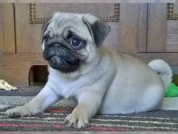 Pug Puppies for Rehoming