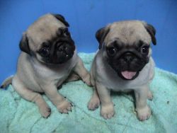Well trained Pug puppies for new homes Text (xxx)xxx-xxxx