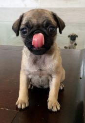 Adorable Pug puppies for sale