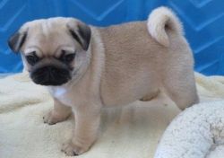 Gorgeous Purebred Pug Puppies Available.