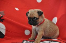 Adorable Pug Puppies looking for a new home