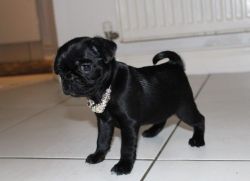 Male and female Pug puppies Ready