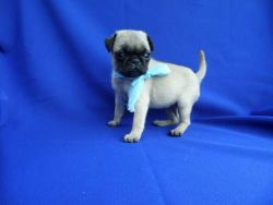 Silver Pug Puppies To Give Away