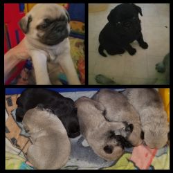 Full blooded pug puppies