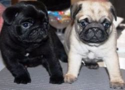 Litter Of Black and fawn Pug Puppies For Sale