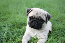 Two Top Class Pug Puppies Available