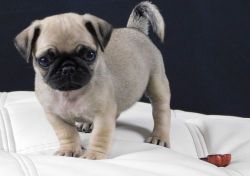 AKC Reg Pug Puppies For Sale