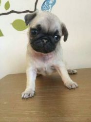 Male and Female Pug Puppies For Adoption $400.00