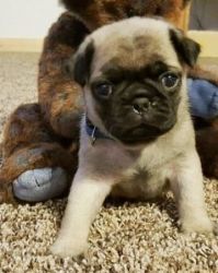 Home Trained Pug Puppies For Sale