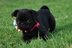 Top Quality Registered Pug Puppies For Sale