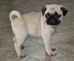 Home Raised Pug Puppies For Sale.