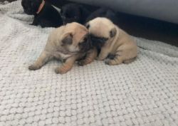 Beautiful Kc Health Tested Clear Pug Puppies