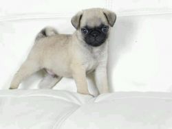 Beautiful Pug Puppies for sale