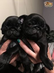 Kc Registered Pug Puppies Ready