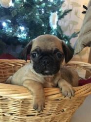 PUG PUPPIES FORSALE