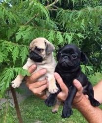 Awesome and Charming Pug Puppies