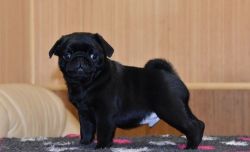 Pug puppies for rehoning