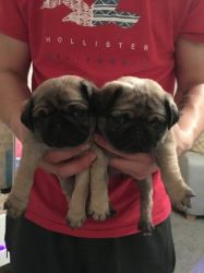 socialized PUG puppies
