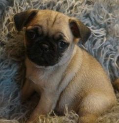 Adorable Pug Puppies Ready For A Forever Home
