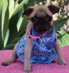 Pug Puppies for sale