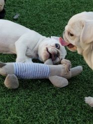 adorable and loving pug puppies for rehomed