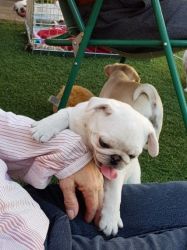 cuties and lovey pugs for sale