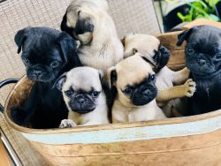 Pug Puppies 6 puppies born April 7th