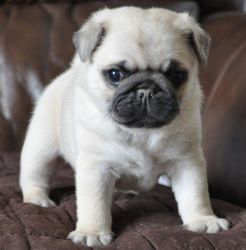 Beautiful Fawn Kc Registered Pug Puppies