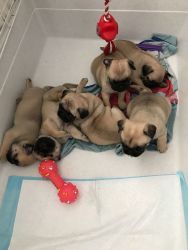 Pug Puppies For Adoption