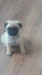 Kc Reg Quality Fawn Pug Puppies Fully Vaccinated