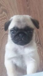 Gorgeous Kc Reg Fawn Pug Puppies For Sale