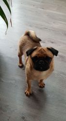 Apricot Pug Female, looking for a new home